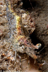Large prawn. Picture taken under the pier in Dauin, Negros. by Anouk Houben 